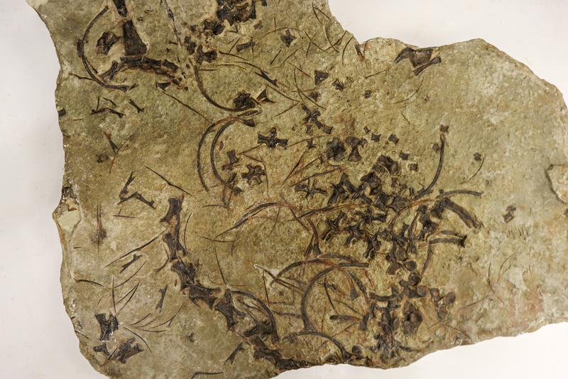 Das Fossil des langhalsigen Meeressauriers Trachelosaurus fischeri