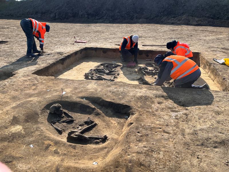 Archaeologists excavate the approximately 5,000-year-old burial of a man and two cattle.