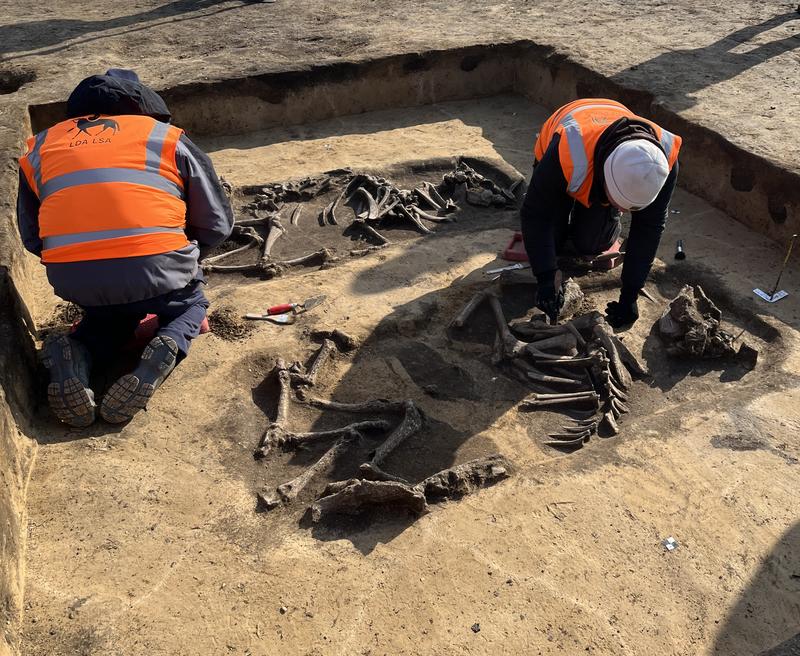 Excavation of two around 5,000-year-old cattle burials.