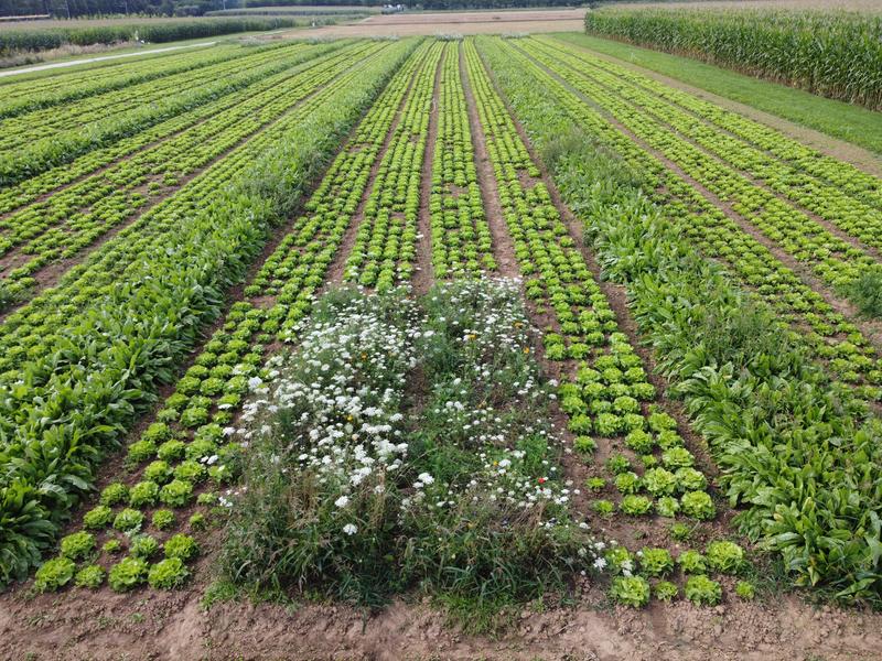 Nützlingsrollwiese im Freiland-Gemüseanbau: Ein von der DBU gefördertes Projekt reduziert den Pestizideinsatz. Die DBU-Förderinitiative Pestizidvermeidung hat ein Volumen von rund drei Millionen Euro und endet 2024.