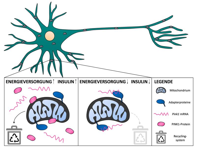 Bei aktivem Insulin-Signal werden Pink1-mRNA-Moleküle freigegeben, zur Herstellung des PINK1-Proteins genutzt und defekte Mitochondrien effizient recycelt. Ohne Insulin-Signal bleiben die mRNA-Moleküle gebunden, das Mitochondrien-Recycling wird reduziert.