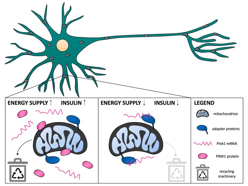 A signal from the insulin receptor leads to the release of Pink1 mRNA molecules, the production of PINK1 protein and efficient removal of defective mitochondria. Without the signal, the mRNA molecules remain bound and mitochondrial recycling is reduced.