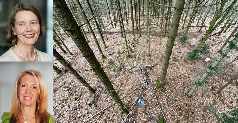 Versuchsaufbau von ECOSENSE im Wald bei Ettenheim (Foto: Yannick Layer), Ulrike Wallrabe (l.o., Foto: Klaus Polkowski), Christiane Werner (l.u., Foto: privat)