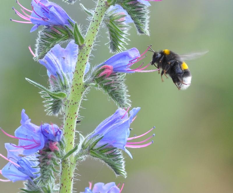 Naturbegeisterte können helfen, mehr über die Vielfalt und Verbreitung von Hummeln in Deutschland herauszufinden: Bei der Hummel-Challenge kann jede*r mitmachen.