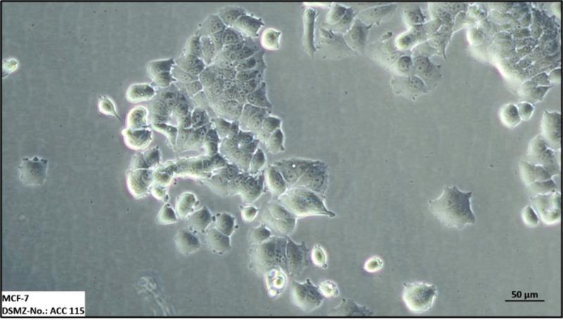 Cell line MCF-7 (ACC 115) was established 50 years ago from a metastatic breast tumor of a 69-year-old woman and is still the most utilized cell line in breast cancer research and is one of the best-selling cell lines from DSMZ.