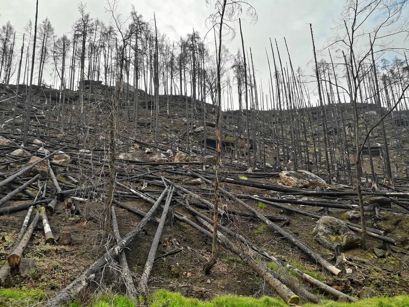 Im Sommer 2022 standen in der Böhmischen Schweiz rund 1000 Hektar Wald in Flammen. Der Waldbrand in der Tourismusregion war der schwerste in der Geschichte Tschechiens. Der Rauch damals verdunkelte selbst 50 Kilometer elbabwärts noch den Himmel.