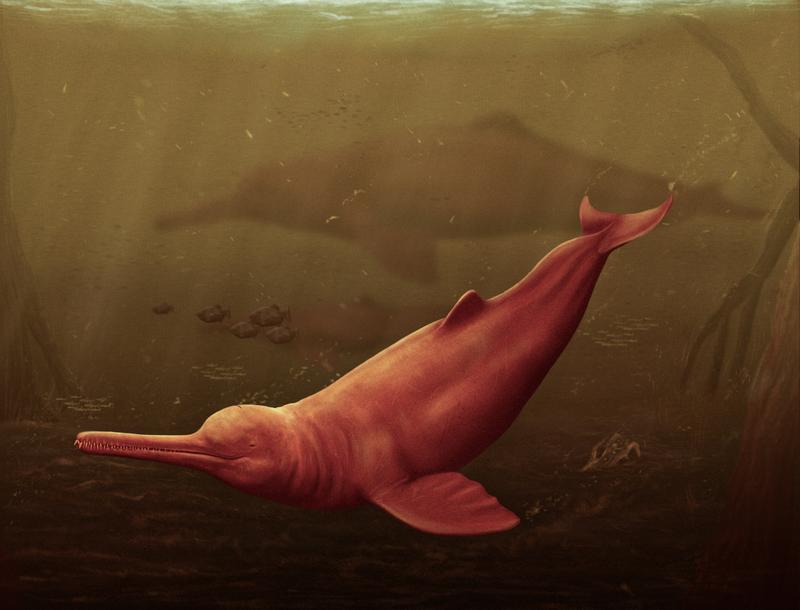 Artistic reconstruction of Pebanista yacuruna in the murky waters of the Peruvian proto-Amazonia.