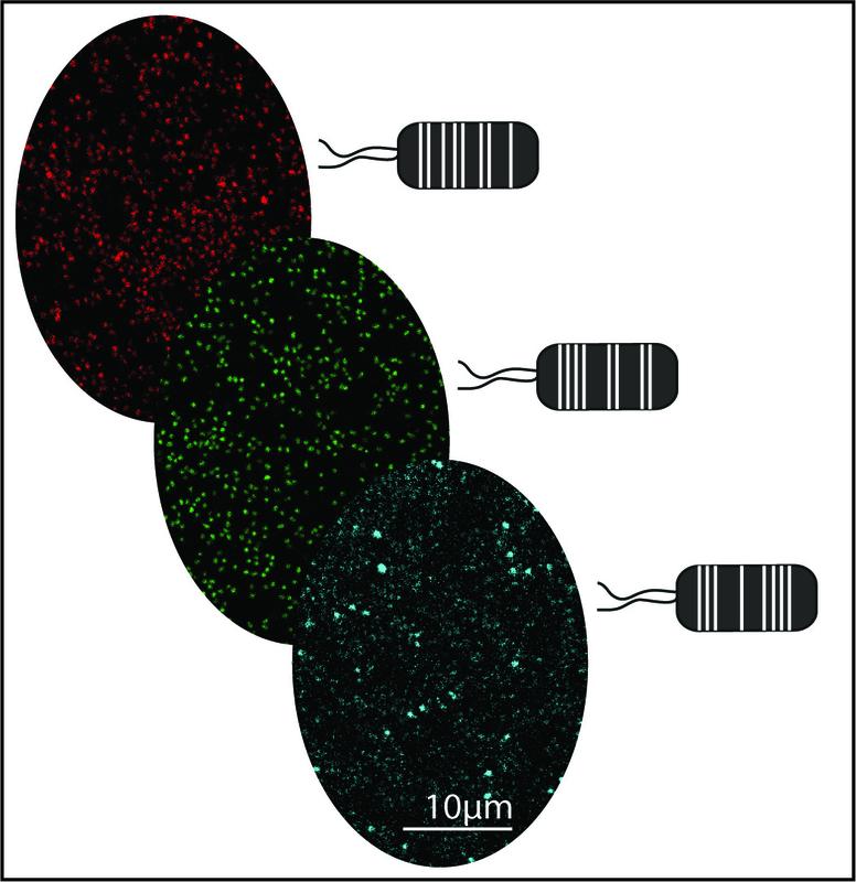 Grafische Darstellung: Aus Pflanzen gewonnene Pseudomonas capeferrum-Bakterien, die mit Hilfe des MoBacTag-Toolkits mit verschiedenen fluoreszierenden Tags markiert wurden.