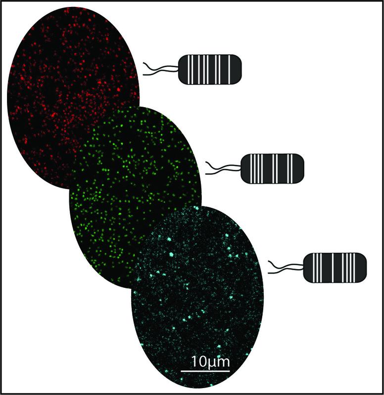 Schematic:Plant derived Pseudomonas capeferrum bacteria labelled with different fluorescent tags using the MoBacTag toolkit.