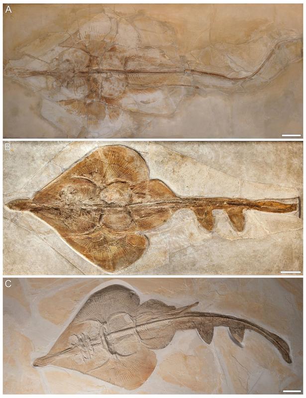 Aellopobatis bavarica: Die neu entdeckte Art, vollständige Fossilien sind nur aus Deutschland bekannt. Diese Art ist außerdem die größte Art von allen und kann bis zu 170cm groß werden.
