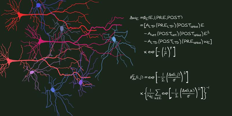 Ein mathematisches Modell zeigt, wie Wechselwirkungen zwischen benachbarten Kontaktstellen von Nervenzellen das Lernen beeinflussen.