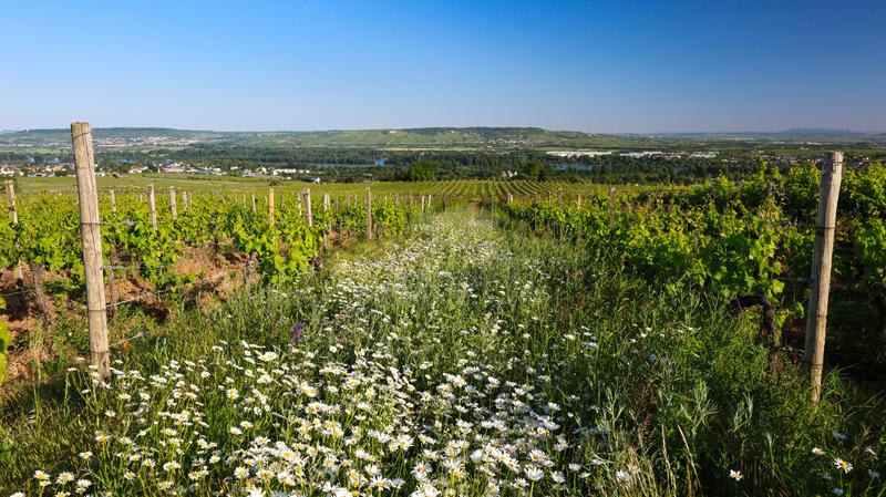 Mit Blühmischung begrünte Maxigasse im Rheingau. 