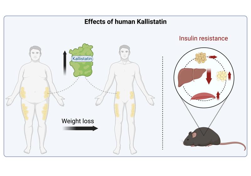 Das Protein Kallistatin wird verstärkt nach einer Gewichtsreduktion gebildet. In Mäusen verbessert es die Insulinsensitivität der Leber.  © IDM, support@biorender.com.