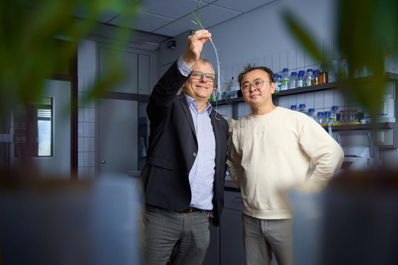 Inspecting the root system of a maize seedling: Prof. Dr. Frank Hochholdinger (left) and Dr. Peng Yu (right) from the Chair of Crop Functional Genomics at the University of Bonn. 