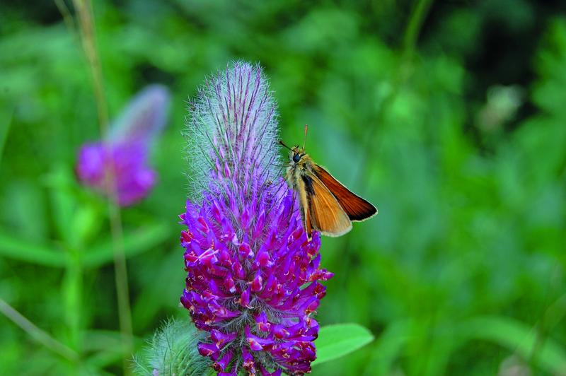 A moth pollinating a Trifolium plant