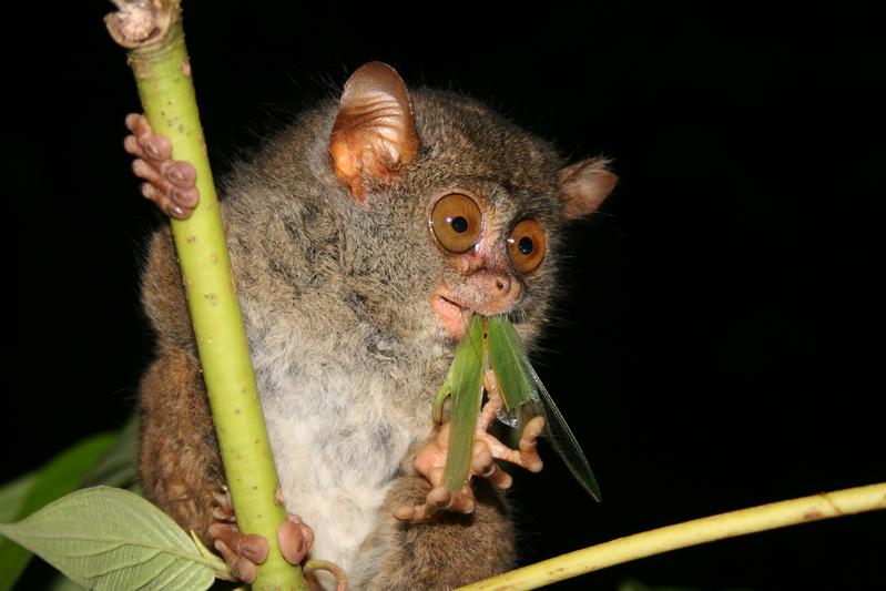 Dian's tarsiers, here a female of the species Tarsius dentatus, are endemic to central Sulawesi, Indonesia.