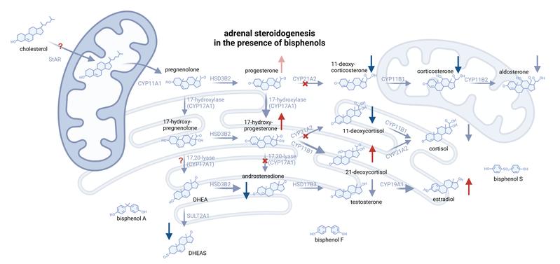 Schematischer Überblick über Veränderungen in der Steroidsynthese der Nebennierenzellen in Anwesenheit von Bisphenol A, F und S. Erstellt mit biorender.com. 