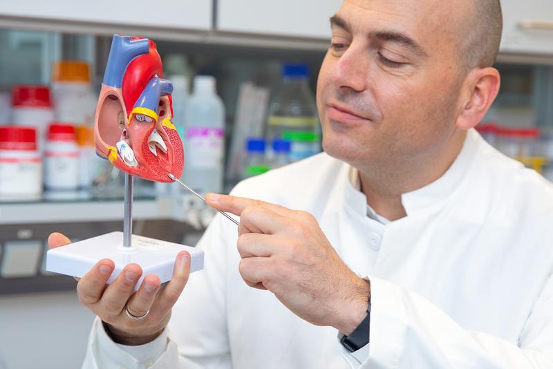 Prof Dr Dr Thomas Thum with a heart model. 