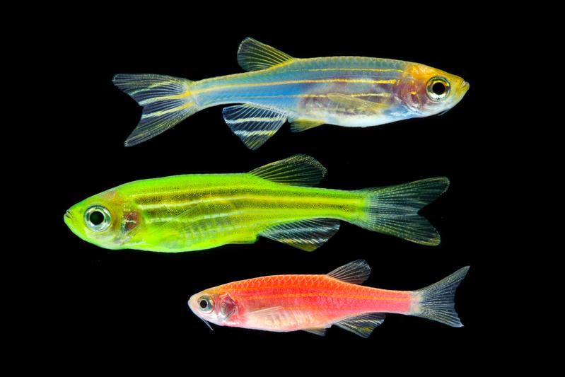 A team of physicists from Düsseldorf and Bristol examined the schooling behaviour of zebra danio (Danio rerio). 