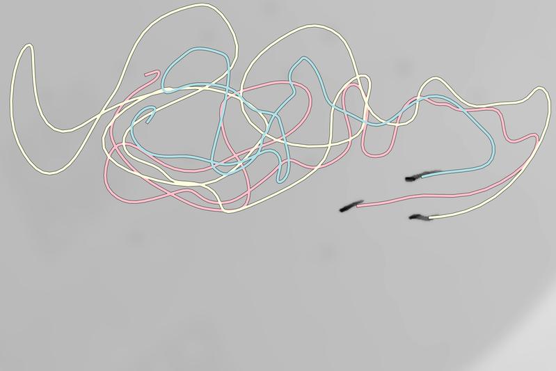 Measured swim trajectories of a group of three zebra danio (black outlines), coloured in yellow, blue and red. Even at this group size, the fish display clear schooling behaviour, which is not demonstrated by just two fish.