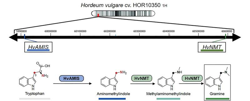 Gramin ist ein Verteidigungsalkaloid von Pflanzen aus der Familie der Poaceae