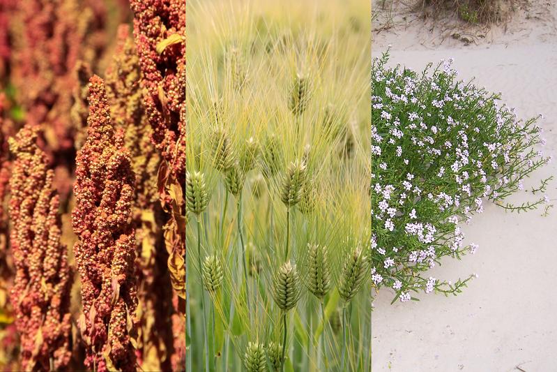 Zur Untersuchung der Stressbiologie von Pflanzen nutzen die Forschenden verschiedene wilde und kultivierte Pflanzenarten als Modellorganismen, darunter zum Beispiel Quinoa (li.), Gerste und Meersenf (rechts). 