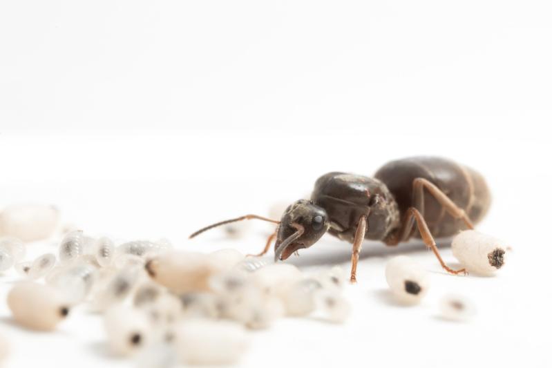 A black garden ant queen caring for her brood