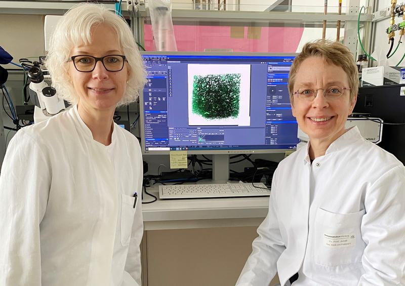 Prof. Dr. Regina Ebert (links) und Prof. Dr. Franziska Jundt untersuchen in Würzburg, wie sich Übergewicht und Bewegung auf die Knochengesundheit beim beim Multiplen Myelom auswirken.