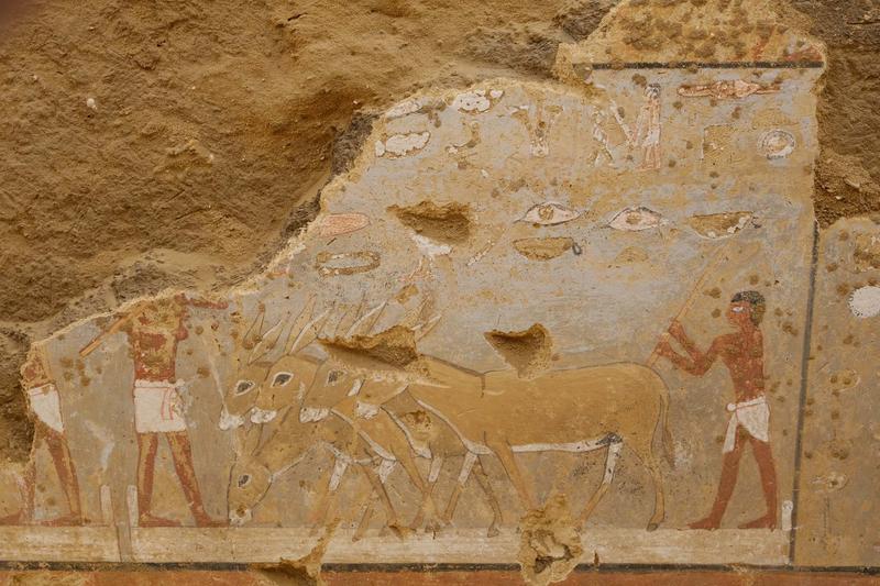 Close-up of the Seneb-nebef mastaba: donkeys threshing on the threshing floor