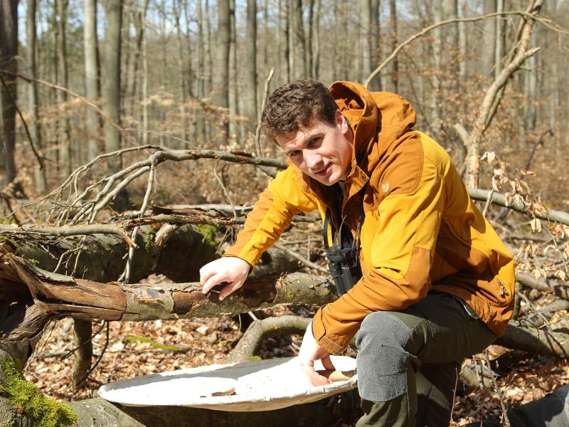 Simon Thorn forscht zu Ökologie und Naturschutz in Wäldern, insbesondere zu Vögeln und Insekten. Ab April ist er Professor für Spezielle Tierökologie an der Philipps-Universität Marburg. Für seine Forschung wurde er bereits mehrfach ausgezeichnet.