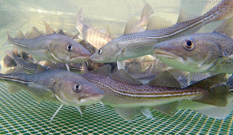 Once the staple fish of Baltic Sea fisheries, now a stock in permanent crisis - the eastern Baltic cod (here fishes in a net cage for research purposes).