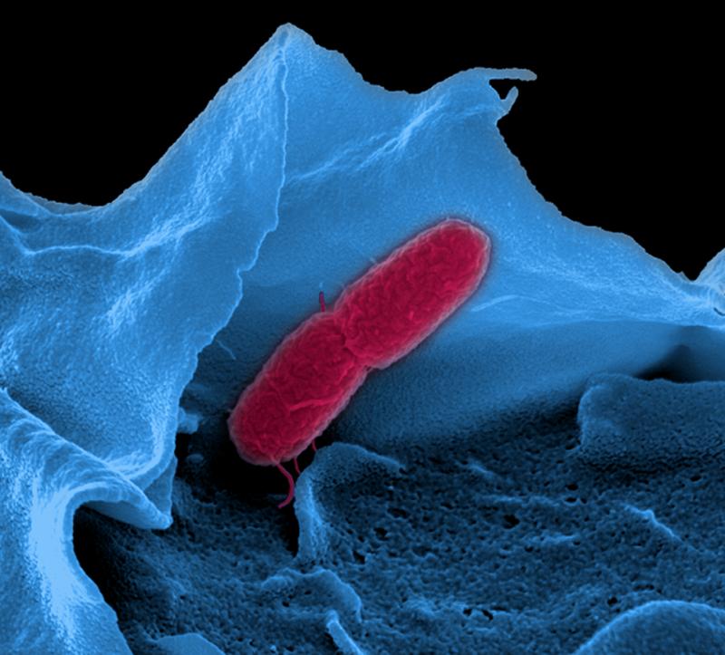 The half-life of RNA in Salmonella is three times shorter than expected.