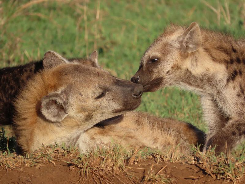 Tüpfelhyänen am Gemeinschaftsbau des Clans im Serengeti-Nationalpark in Tansania