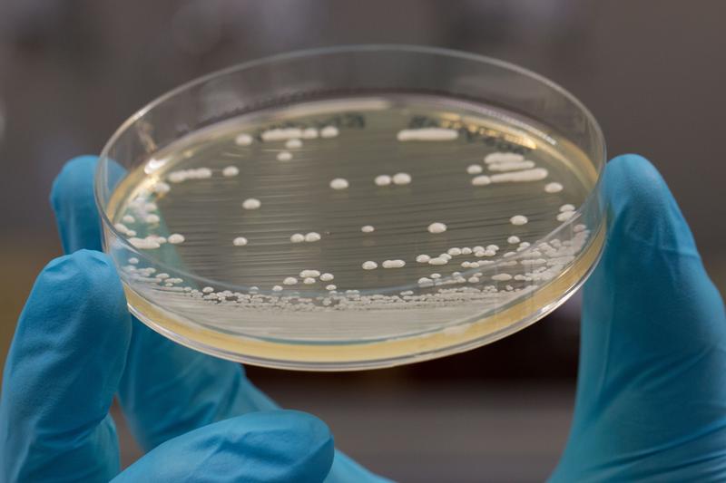 Durch die Aufklärung des Stoffwechselwegs von Gramin kann das Alkaloid nun auch biotechnologisch in weiteren Organismen erzeugt werden, etwa in der Bäckerhefe (Saccharomyces cerevisiae).