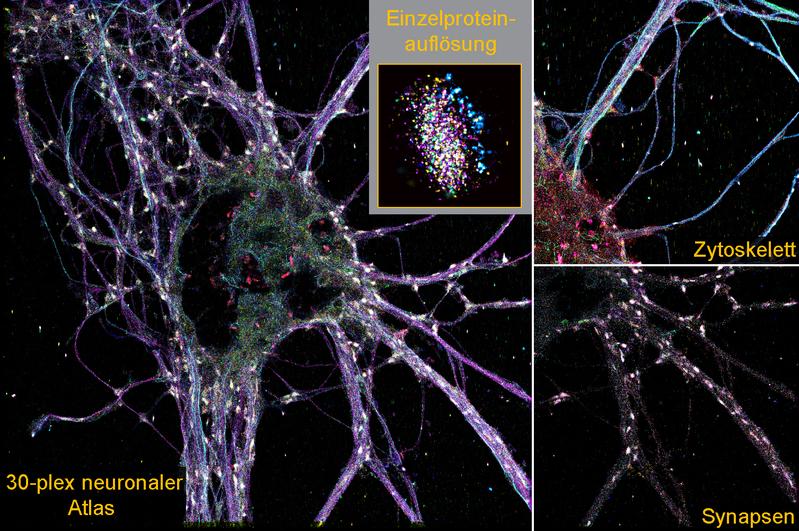 Neuronalenr Atlas mit 30 verschiedenen Proteinarten in einer räumlichen Auflösung, der durch die neue Methode SUM-PAINT visualisiert wurde. Die Detailbilder verdeutlichen durch eine Auswahl an Proteinen die extrem hohe Auflösung der Technik.