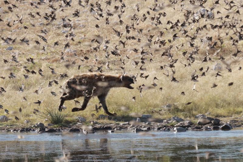 Tüpfelhyäne auf der Jagd nach kleinen Vögeln an einem Wasserloch in Namibia