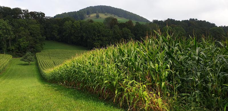 Maispflanzen im Feldexperiment bei Liesberg, Baselland.