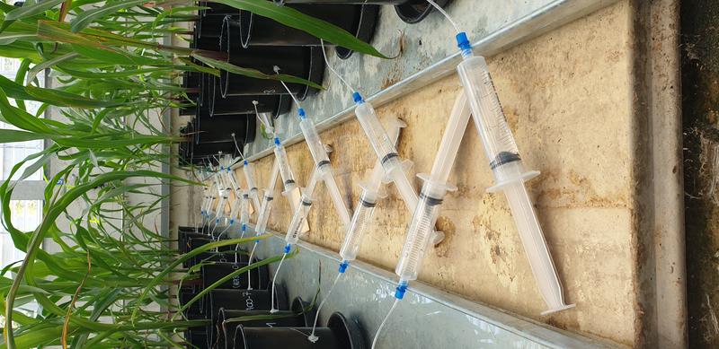 Im Rahmen von Experimenten im Gewächshaus sammeln die Forschenden Wasser aus Bodenporen rund um das Wurzelwerk von Maispflanzen. Unterdruck in der Spritze zieht Wasser aus dem Boden für die weitere Analyse.