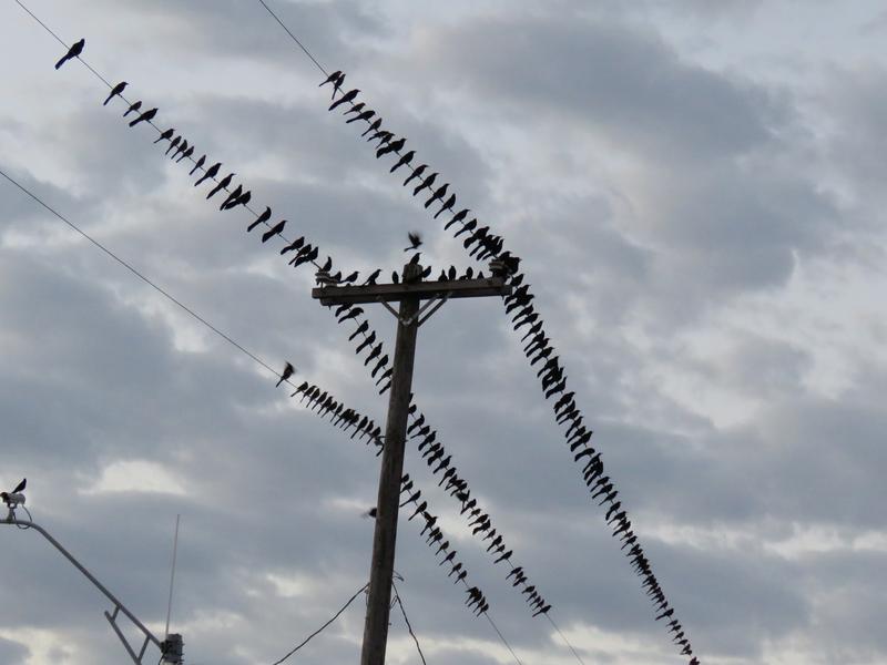 Schwarm von Großschwanzgrackeln auf Stromleitungen.