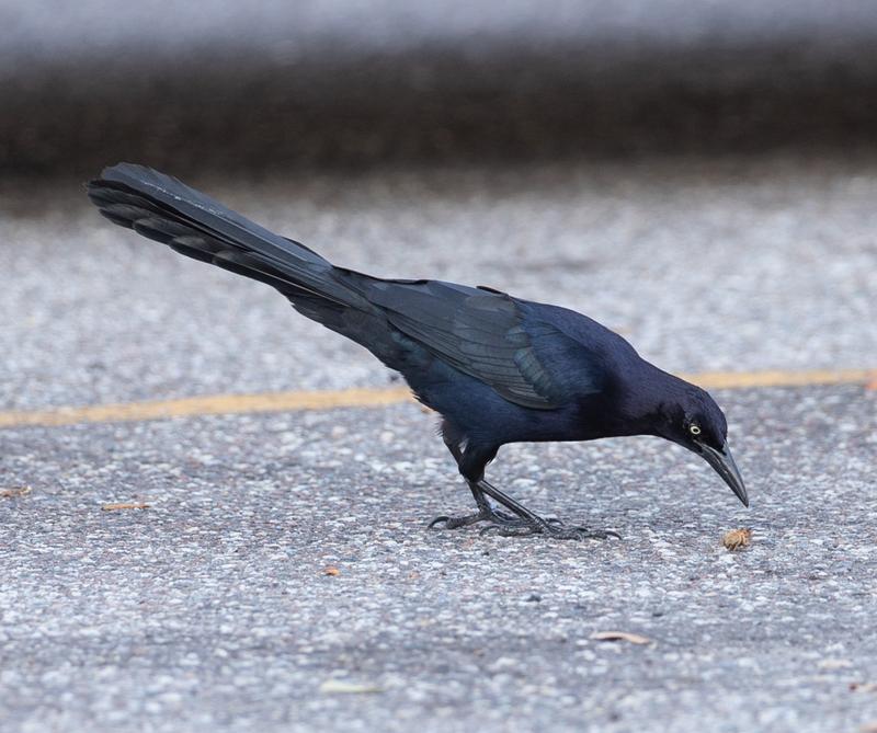 Männliche Großschwanzgrackel bei der Nahrungssuche auf einem Parkplatz.