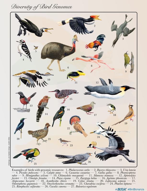 The diversity of birds. 