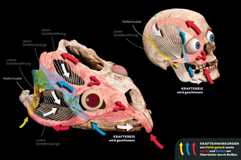 Kräfte, die beim Fressen auf den Schädel des Menschen und eines frühen Sauriers (Stenaulorhynchus stockleyi), der vor 280 Millionen Jahren in Europa gelebt hat, einwirken. 