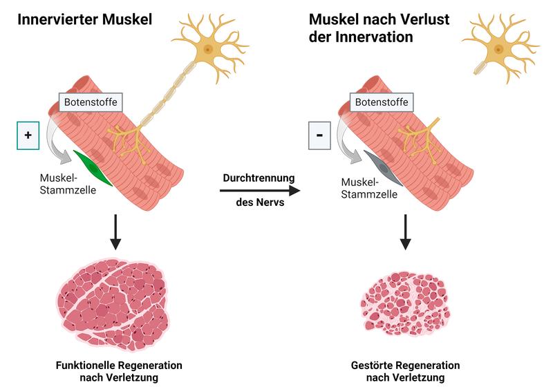 Bildmaterial Die Grafik dokumentiert, wie Nervenverbindungen den Genesungsprozess beeinflussen (Grafik: erstellt mit Biorender)