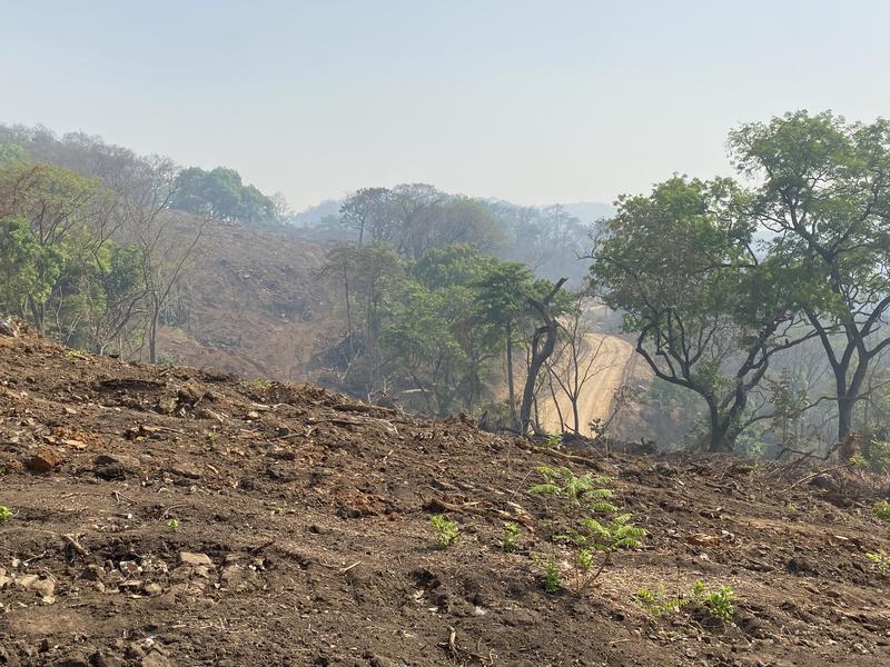 Chimpanzee habitat cleared for a railway to transport iron ore to a port in Guinea.