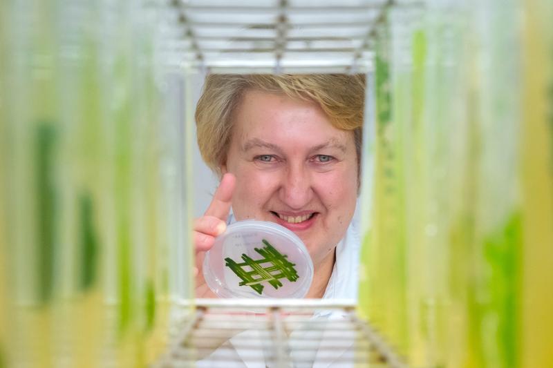 Prof. Dr. Maria Mittag von der Universität Jena mit Kulturen der Grünalge Chlamydomonas reinhardtii.