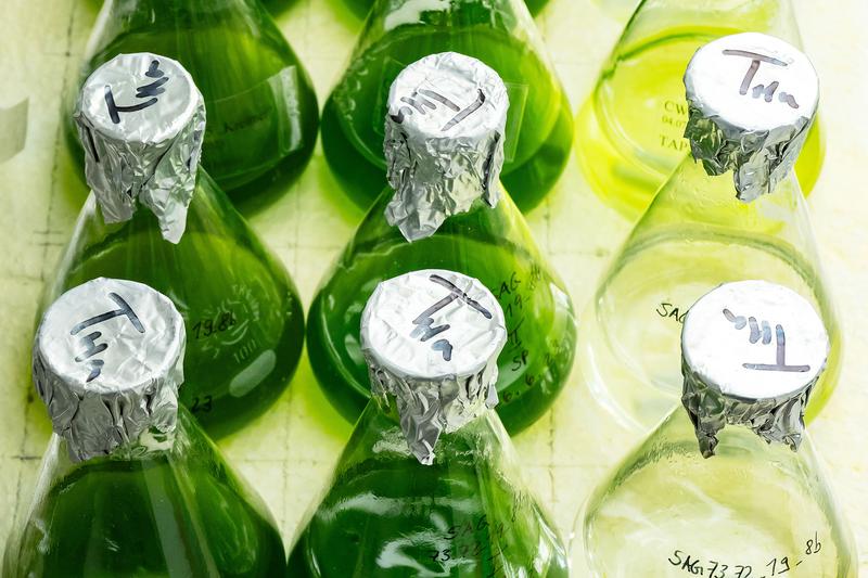 Wild-type strains of the green alga Chlamydomonas reinhardtii in liquid culture.