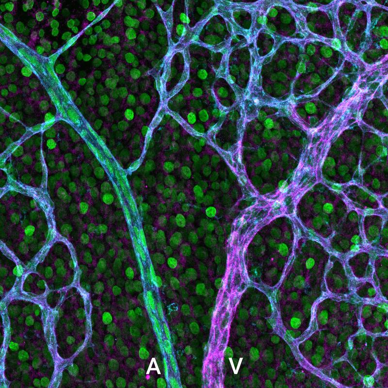 EphB4 und ephrin-B2 Expression in retinalen Blutgefäßen