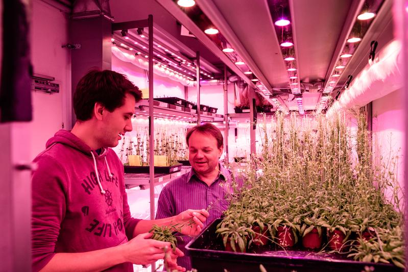 Healing in plants. After his research in Jiří Frimls (right) group and the Plant Facility at ISTA, Lukas Hoermayer (left) is now a postdoc at the University of Lausanne, Switzerland.