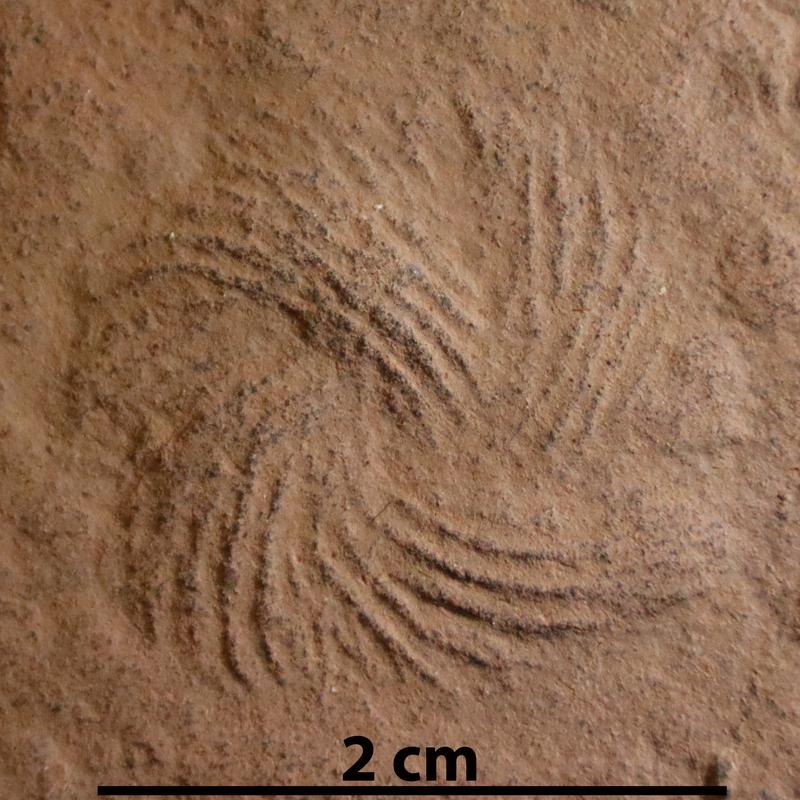 Tambia spiralis (A.H. Müller, 1956), Holotyp hinterlegt in der Sammlung Phyletisches Museum, Friedrich–Schiller–Universität Jena.