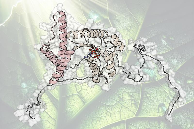 Das Forschungsteam entschlüsselte den molekularen Mechanismus, mit deren Hilfe die Pflanze die beiden Teilprozesse der Photosynthese miteinander synchronisiert.